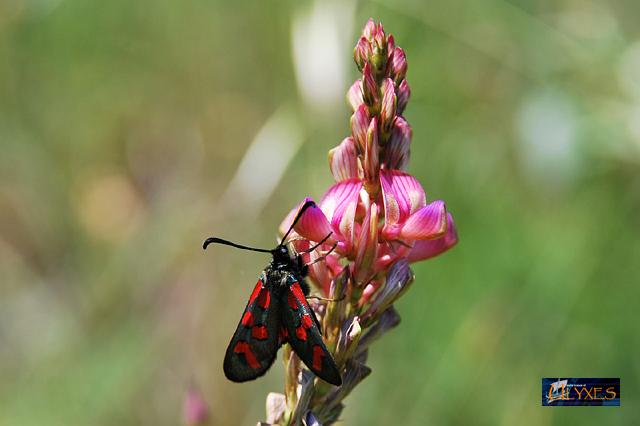 zygaena sulla lupinella.JPG